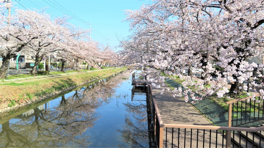 【葛西用水沿い桜並木】葛西用水沿い桜並木の桜の季節の様子です。
