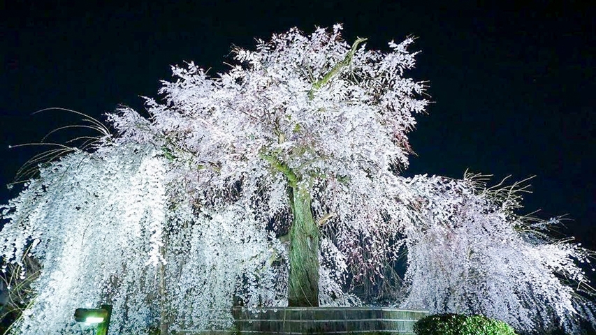 【2食付】本館個室貸切プライベートディナー　＜春爛漫＞春の京都　夜桜プラン（3/26〜4/4限定）