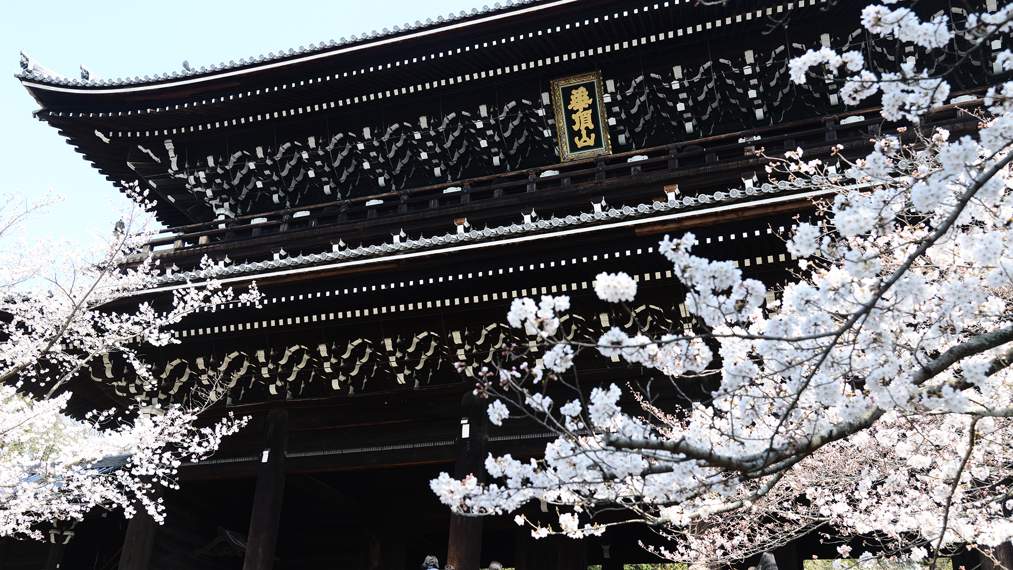 知恩院の桜