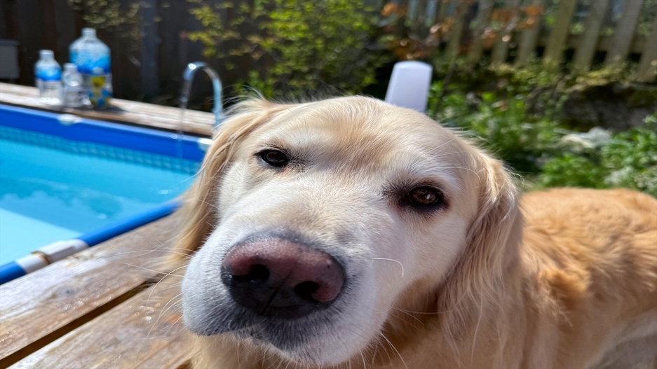 【訳あり通常より5000円オフ】【犬同室OK】【素泊まり】食材持込みBBQ！サウナやプロジェクター付