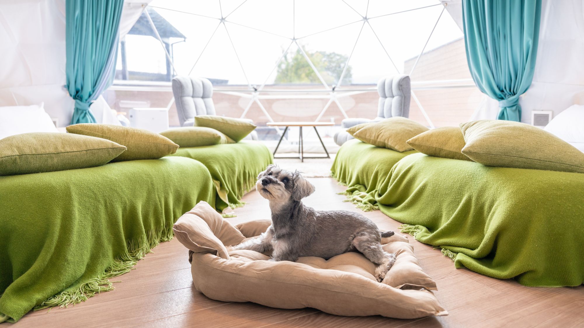 愛犬OK！デラックスグランピング・テント室内