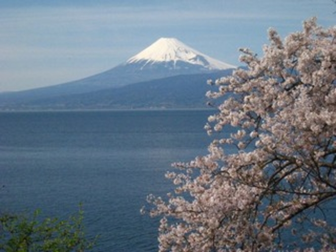 桜の花と富士山