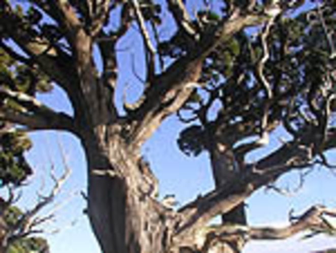 大瀬岬に群生する樹齢千年を超える国の天然記念物「ビャクシン樹林」