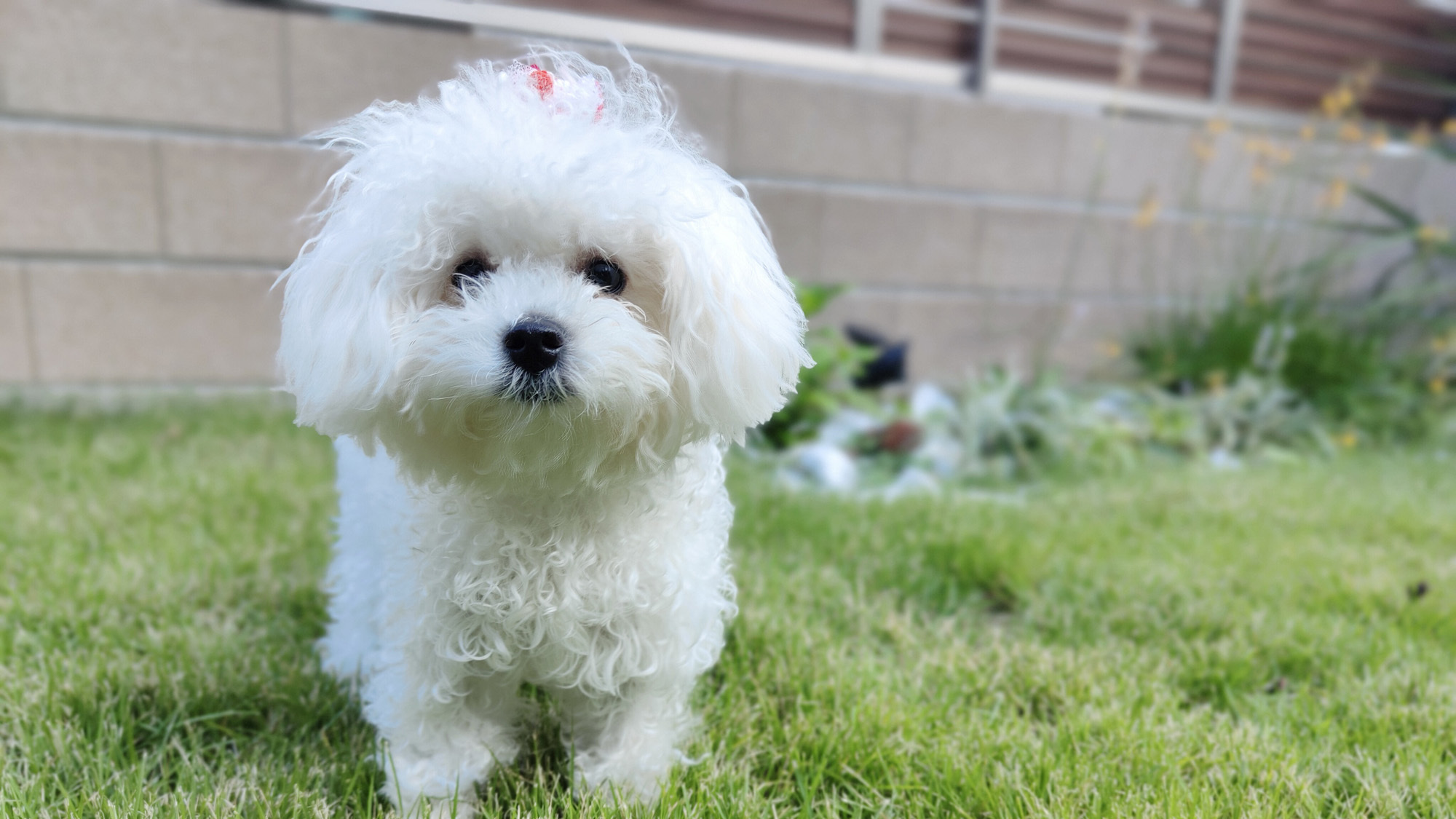 【ペット1泊2食付】愛犬と過ごす南魚沼のひととき♪「佐渡島の金山」世界遺産登録１周年記念 【美食旅】