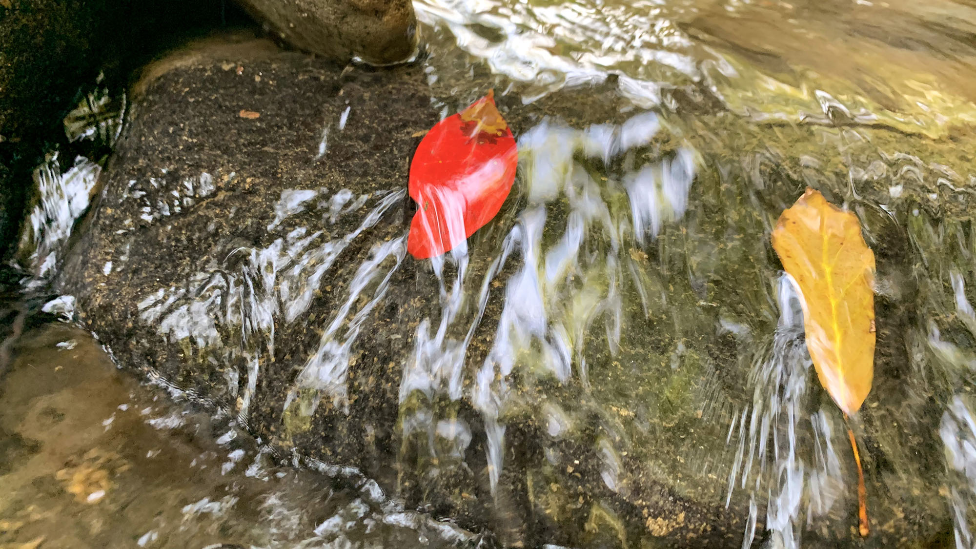 ・豊かな緑に囲まれた穏やかな渓流