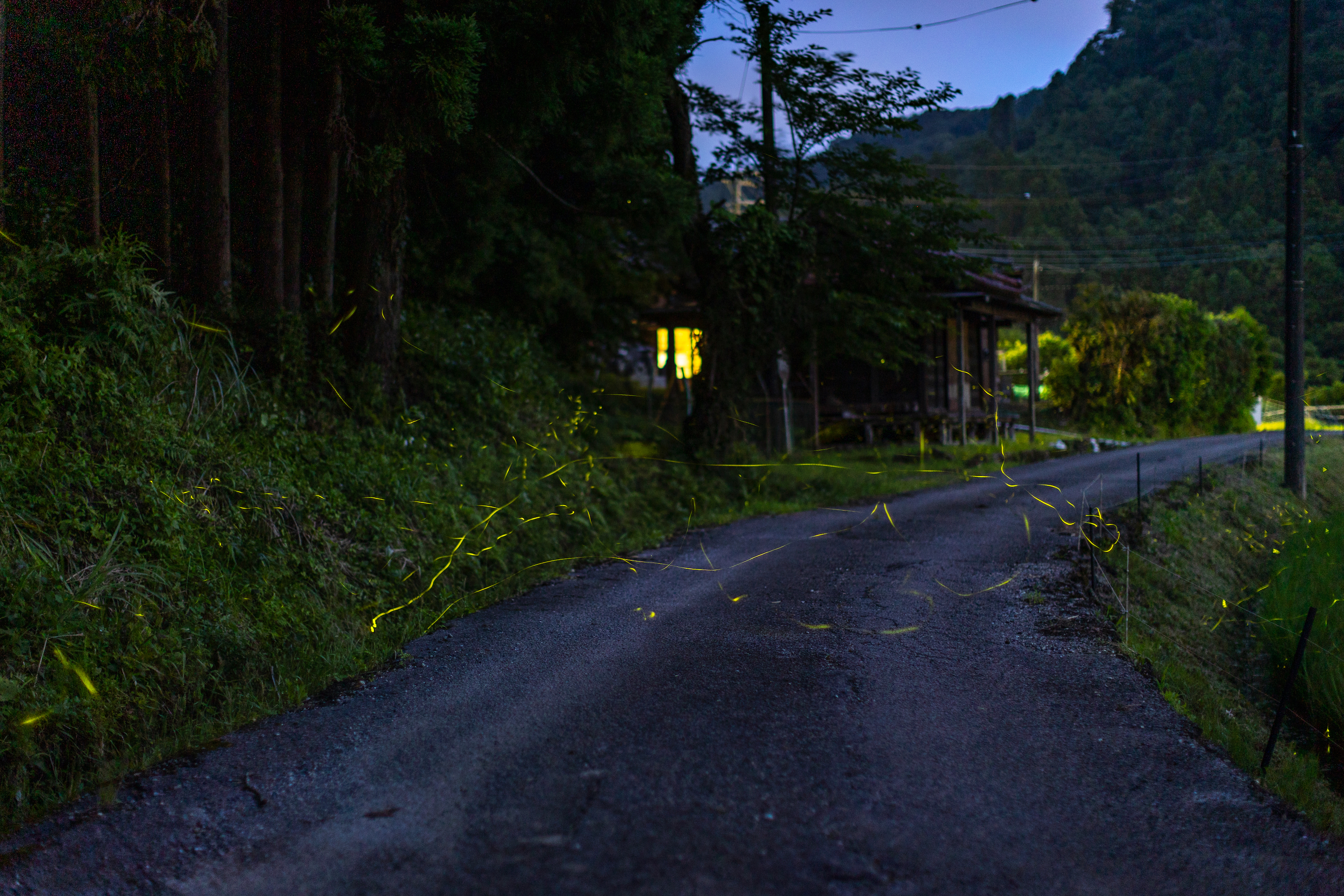 天然蛍観賞ツアー