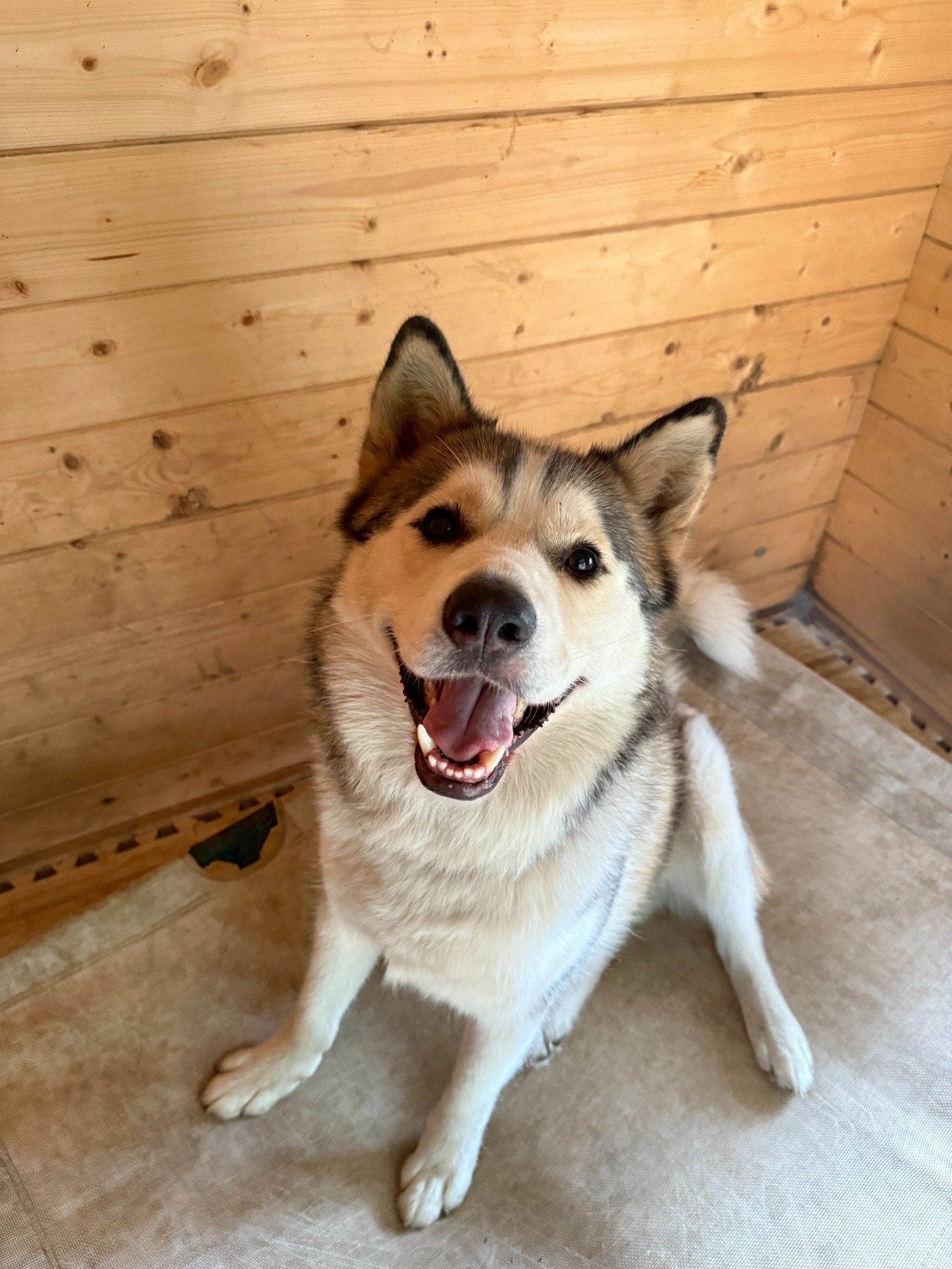 村長ワカの息子！穴掘り大好きなハスキー系看板犬キリン