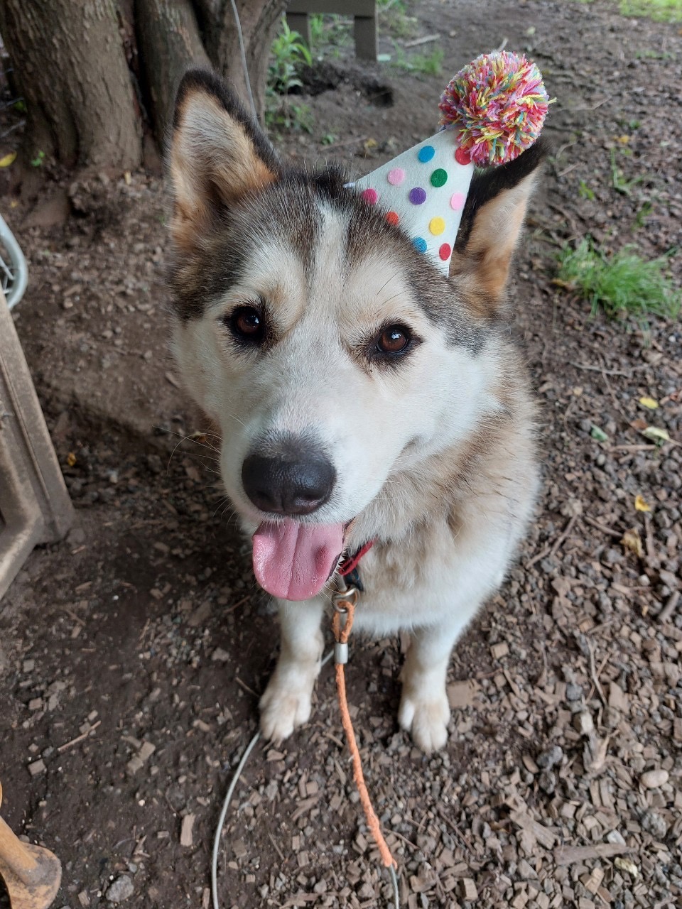 村長ワカの息子！穴掘り大好きなハスキー系看板犬キリン