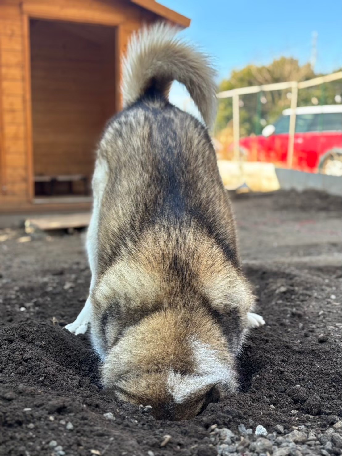 村長ワカの息子！穴掘り大好きなハスキー系看板犬キリン