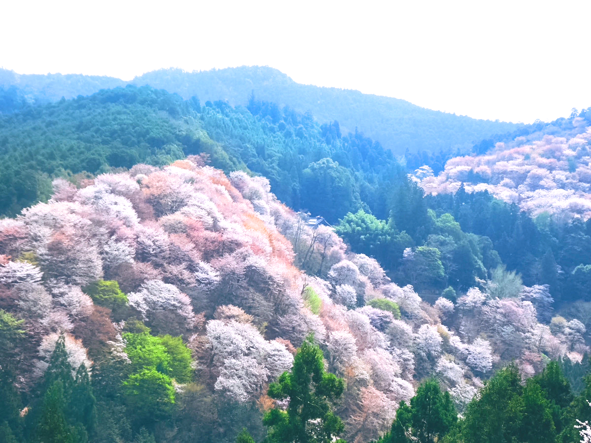 吉野山の桜