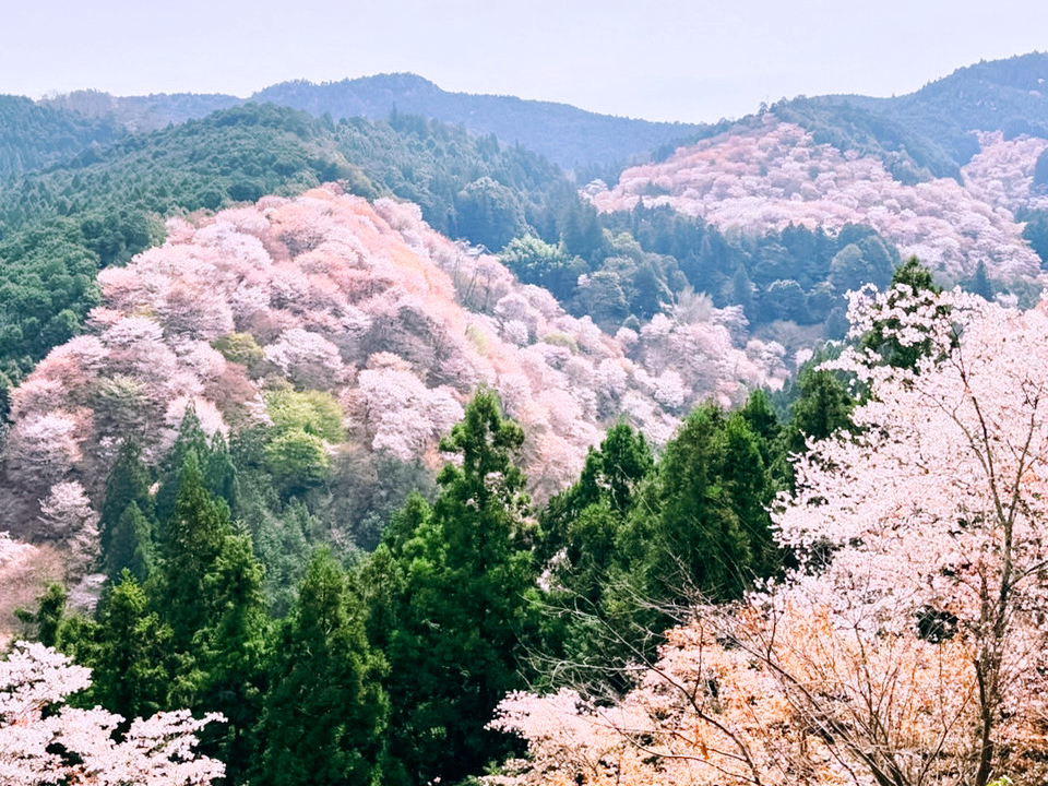 吉野山の桜