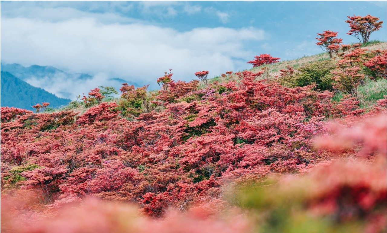 ＜葛城山のつつじ＞