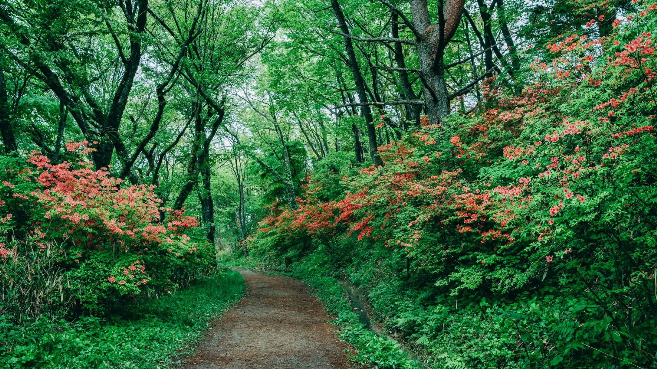 葛城山