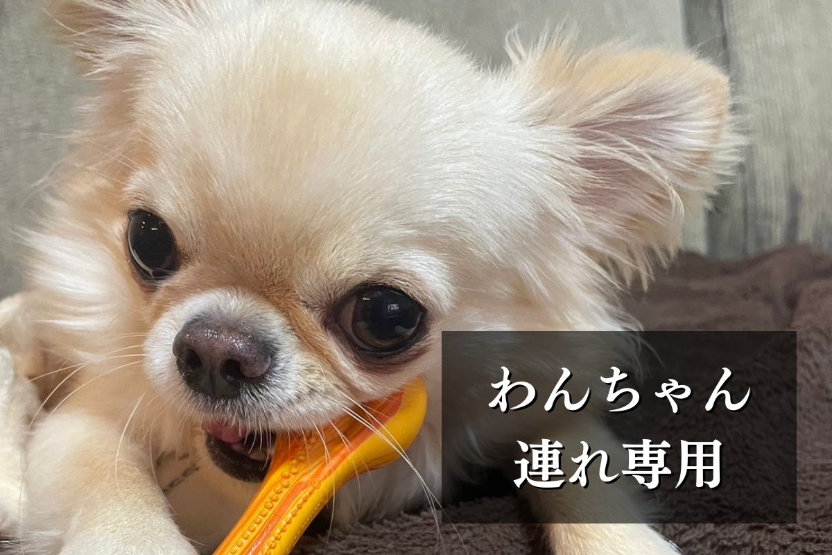 【ワンちゃん連れ専用】わんちゃんアメニティの無料貸し出しあり♪〜大切な愛犬と一緒に過ごす贅沢〜