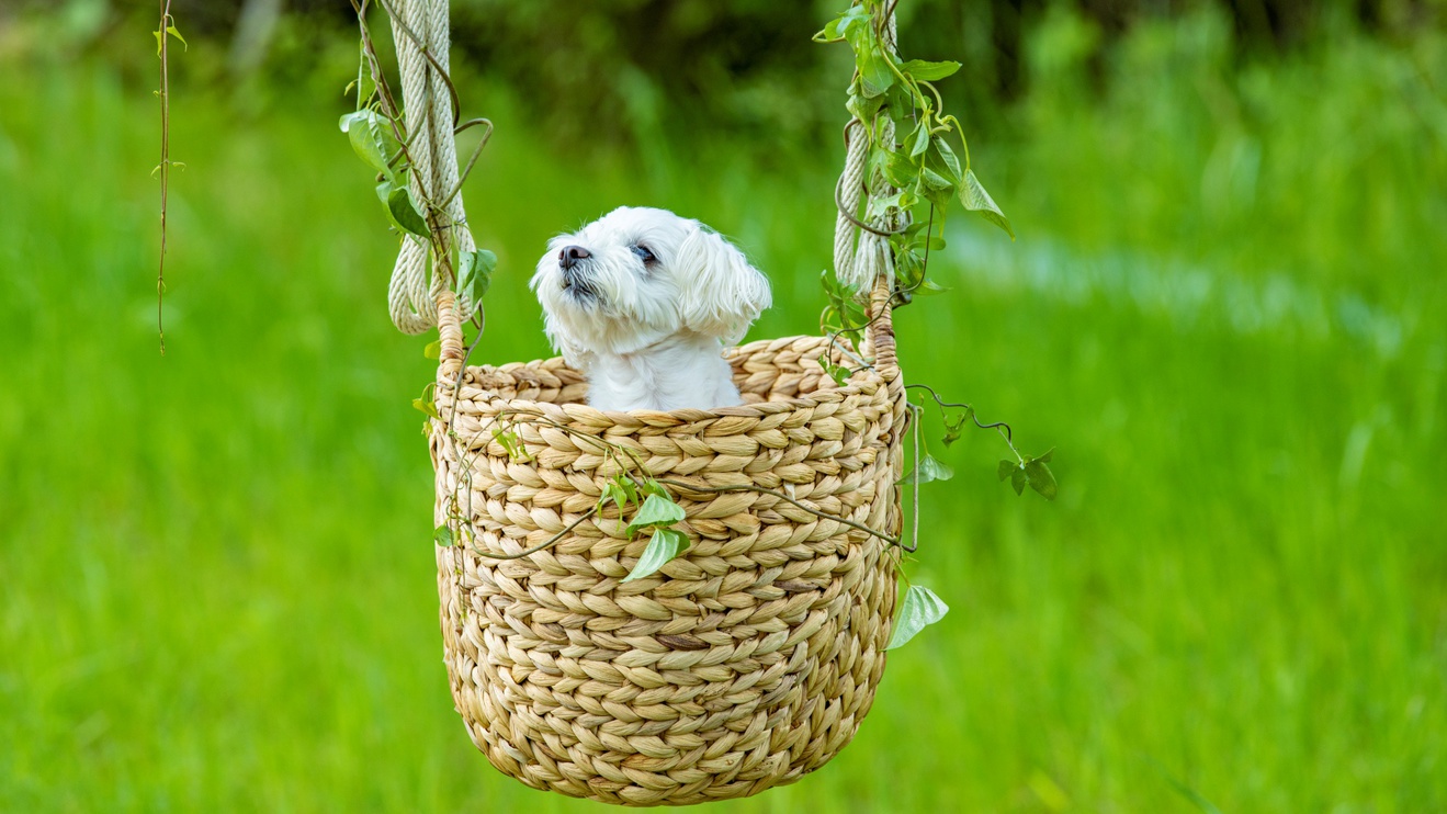 【愛犬と一緒にお泊りできる♪】《五感オリジナルオーガニックおやつ・手作り愛犬ごはん付き》