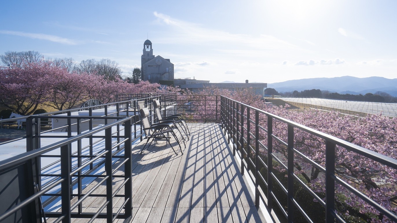 【2月・3月限定】河津桜に囲まれて心温まる１日を（ワイナリーBBQ）