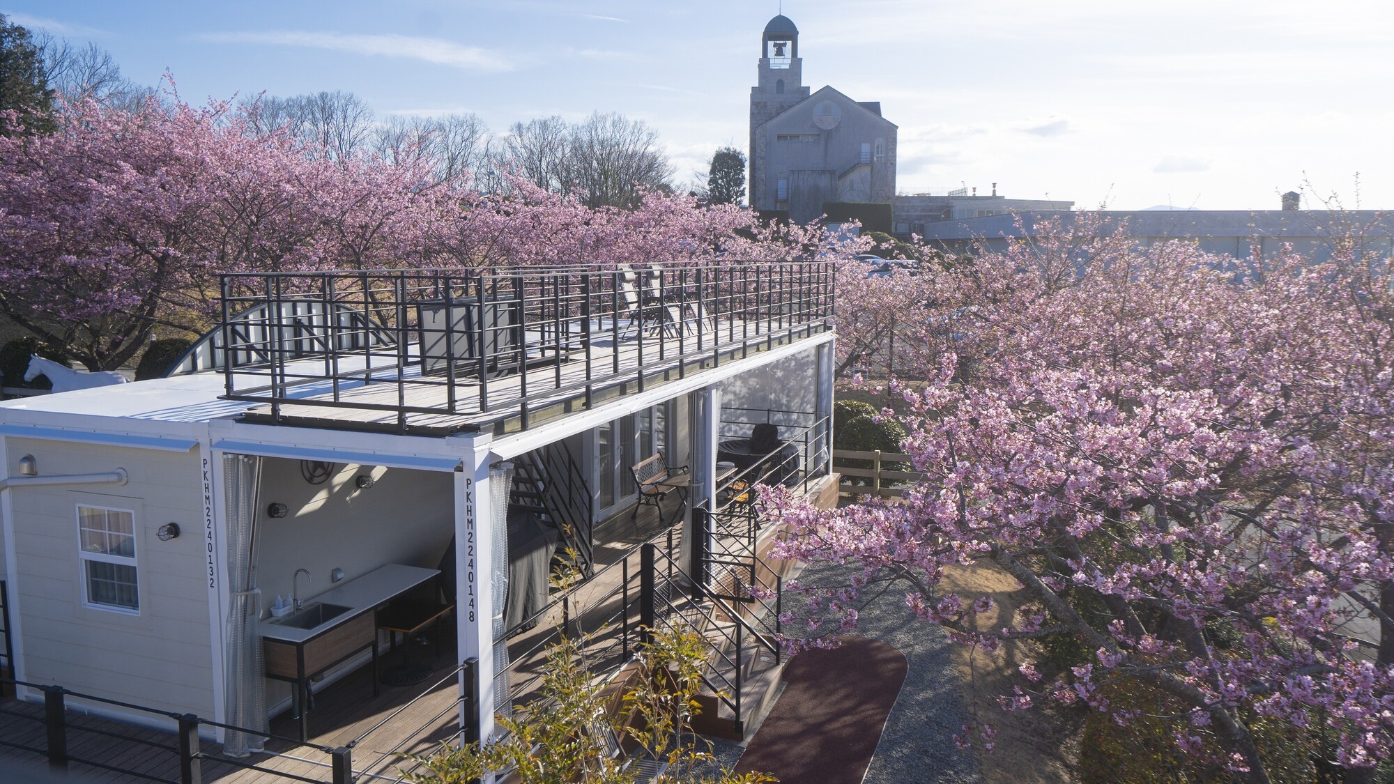 2月河津桜