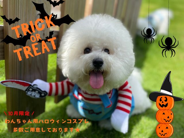 わんちゃんコスプレ