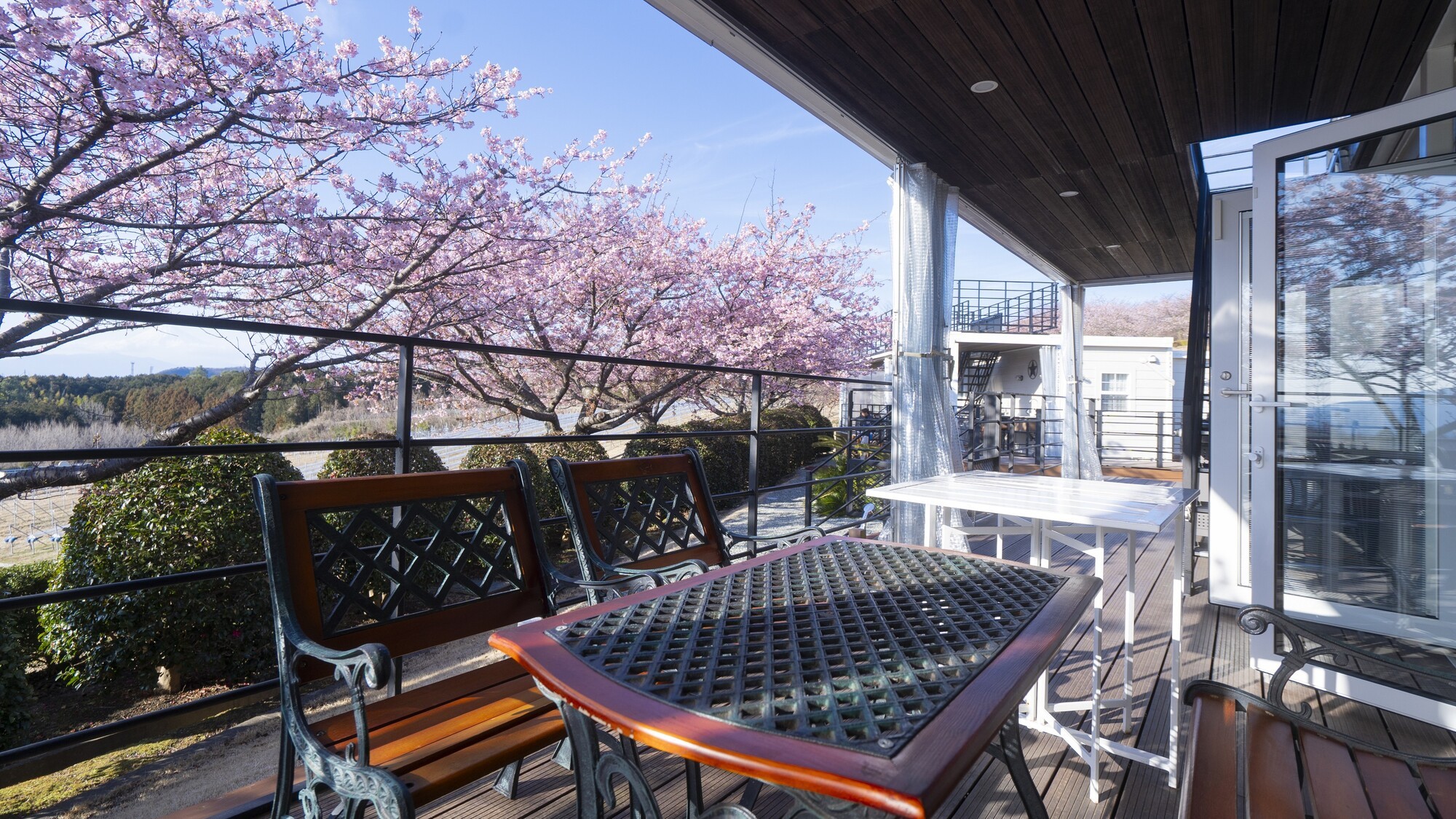 2月～3月河津桜