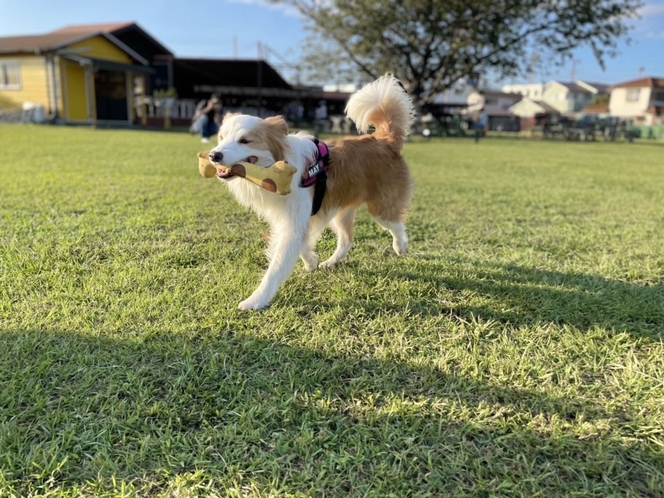 愛犬と過ごすグランピング