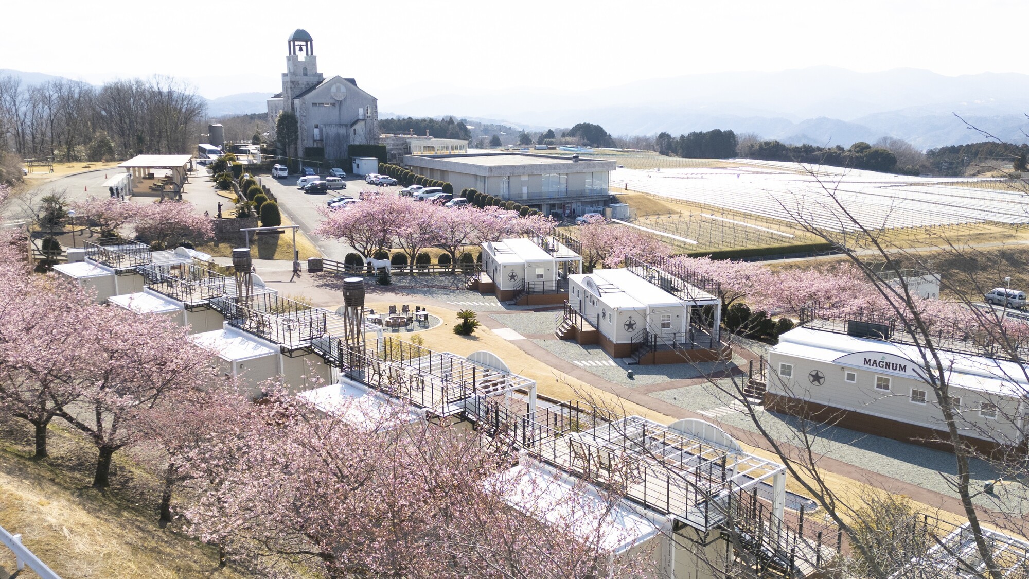 2月～3月河津桜