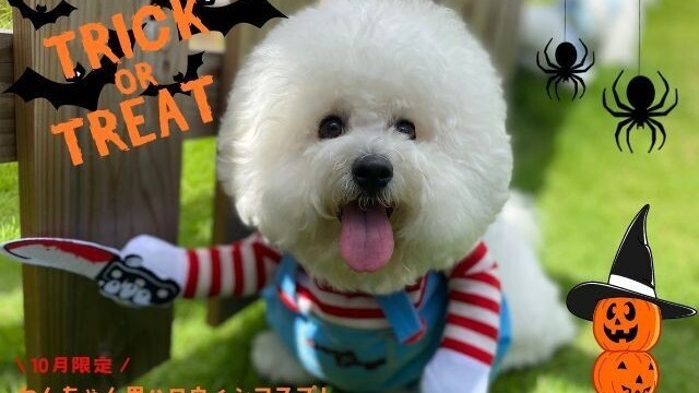 Halloweenわんちゃん