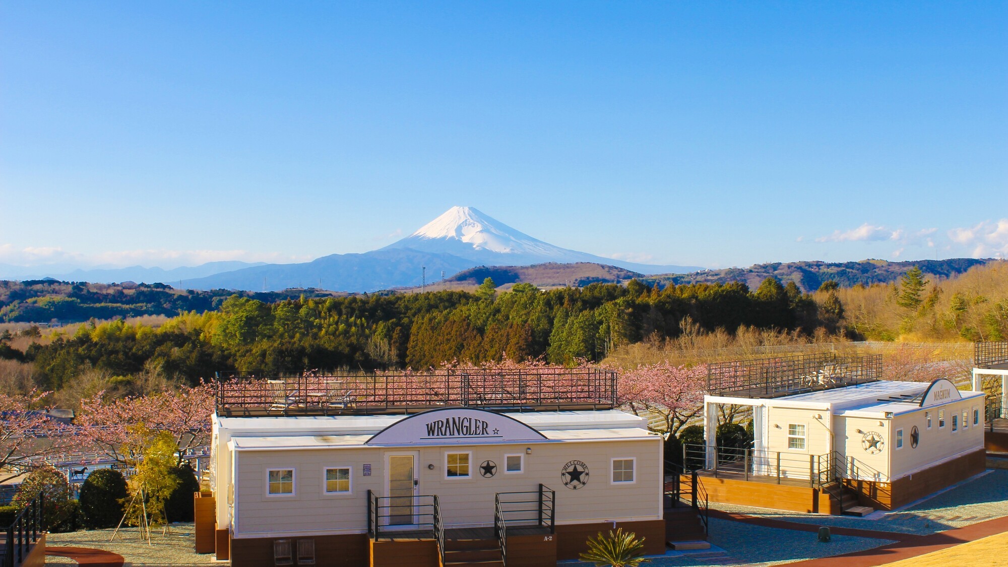 河津桜と富士山