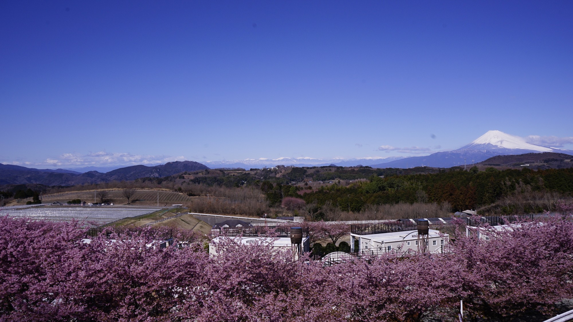 河津桜