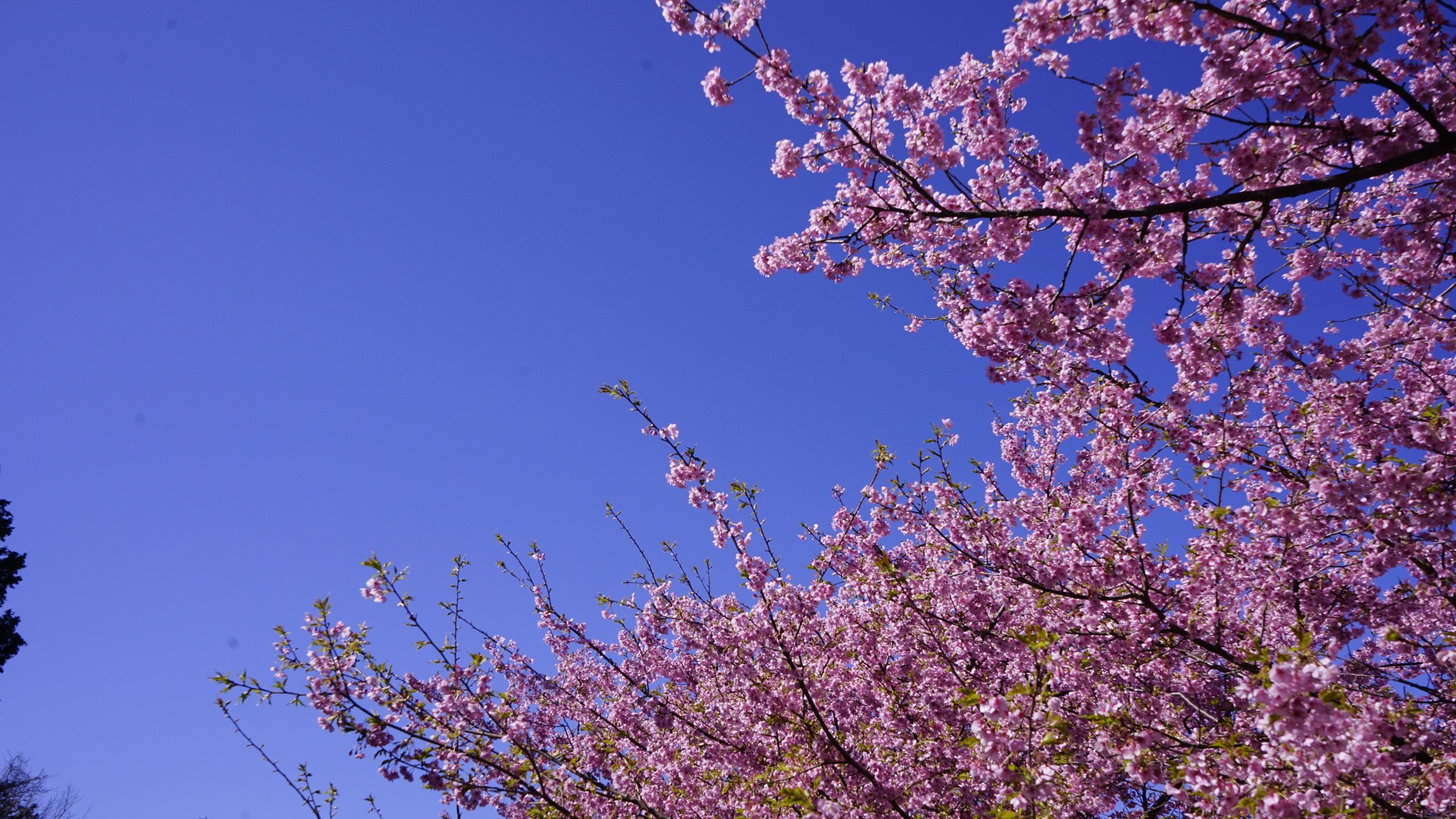 河津桜