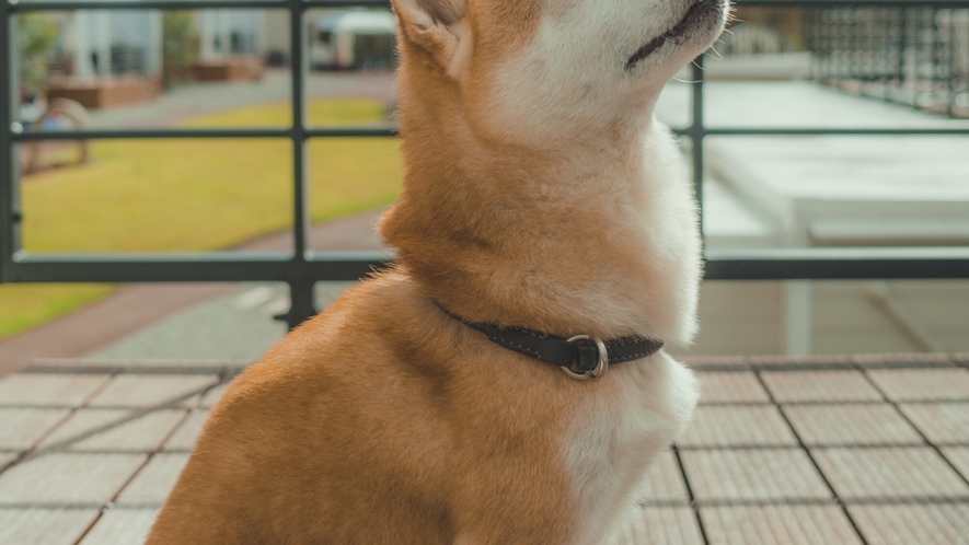 愛犬滞在一例