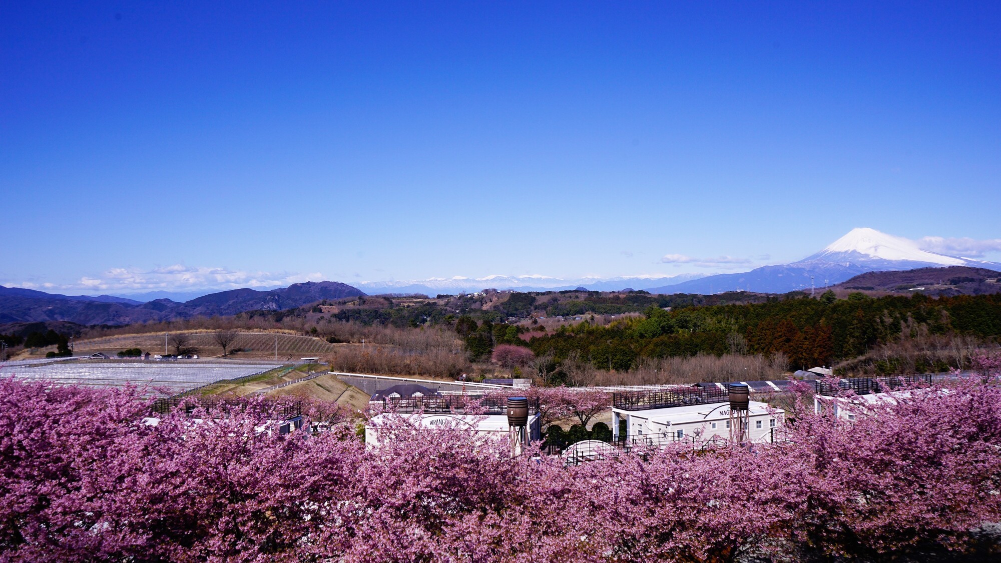 河津桜