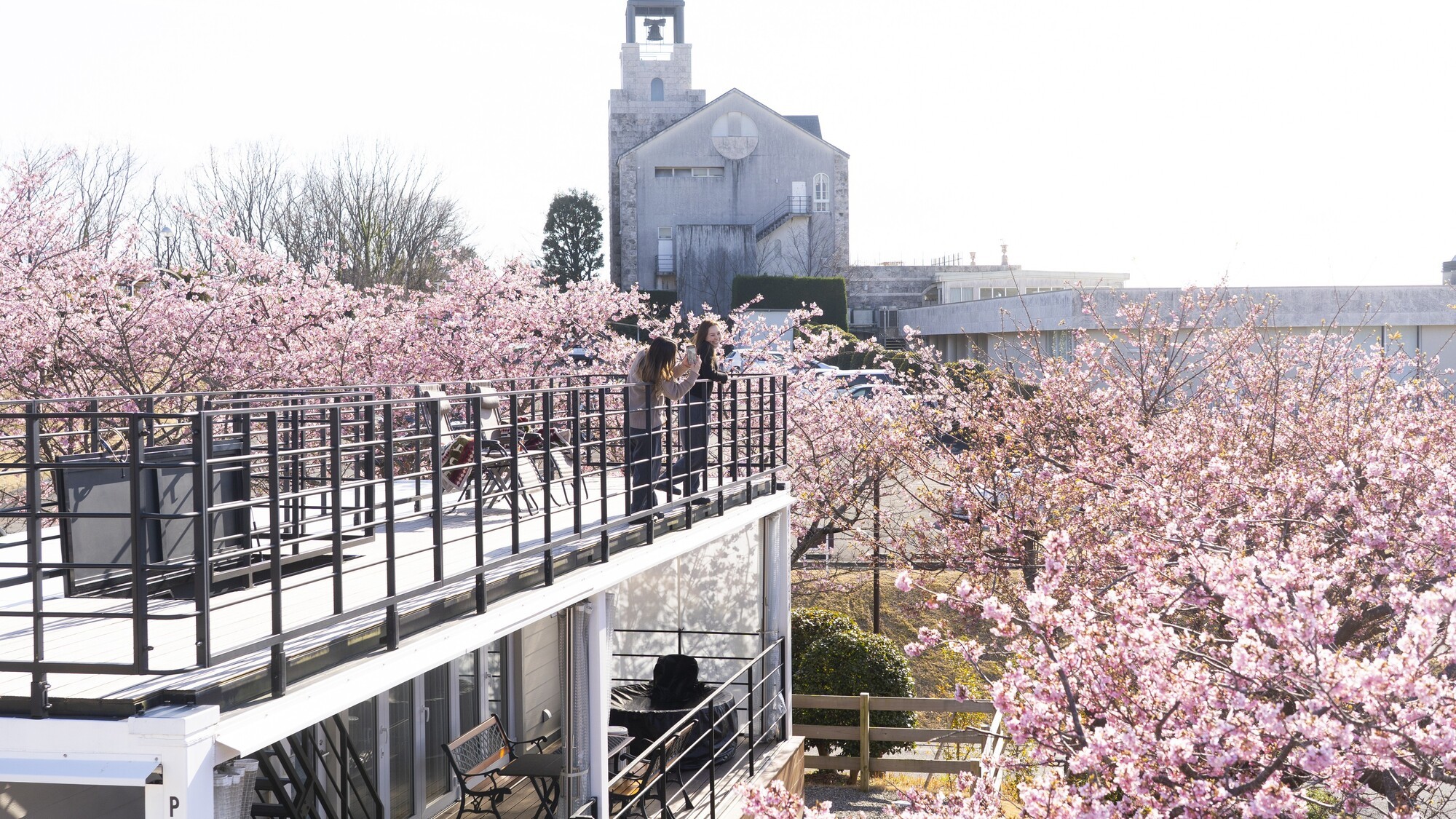 2月河津桜