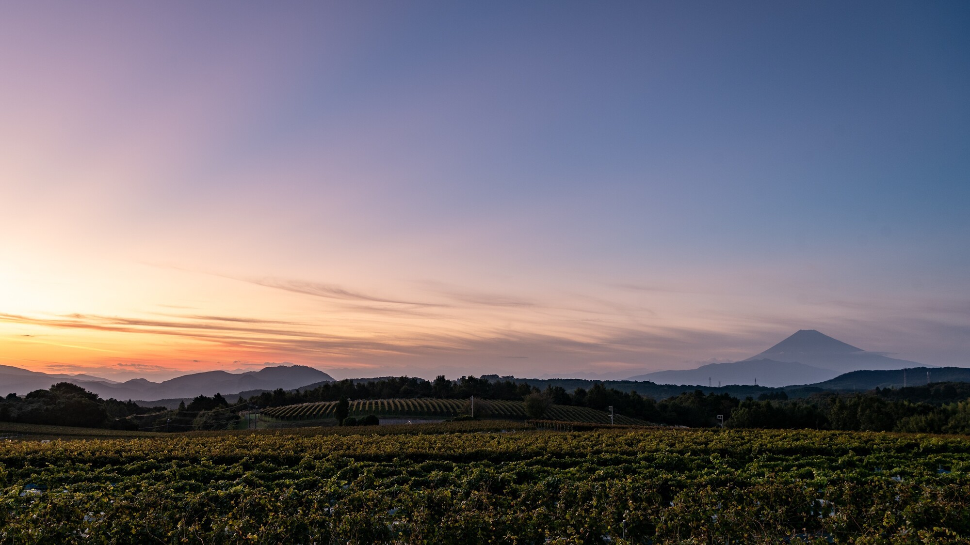 ワイナリーの冬