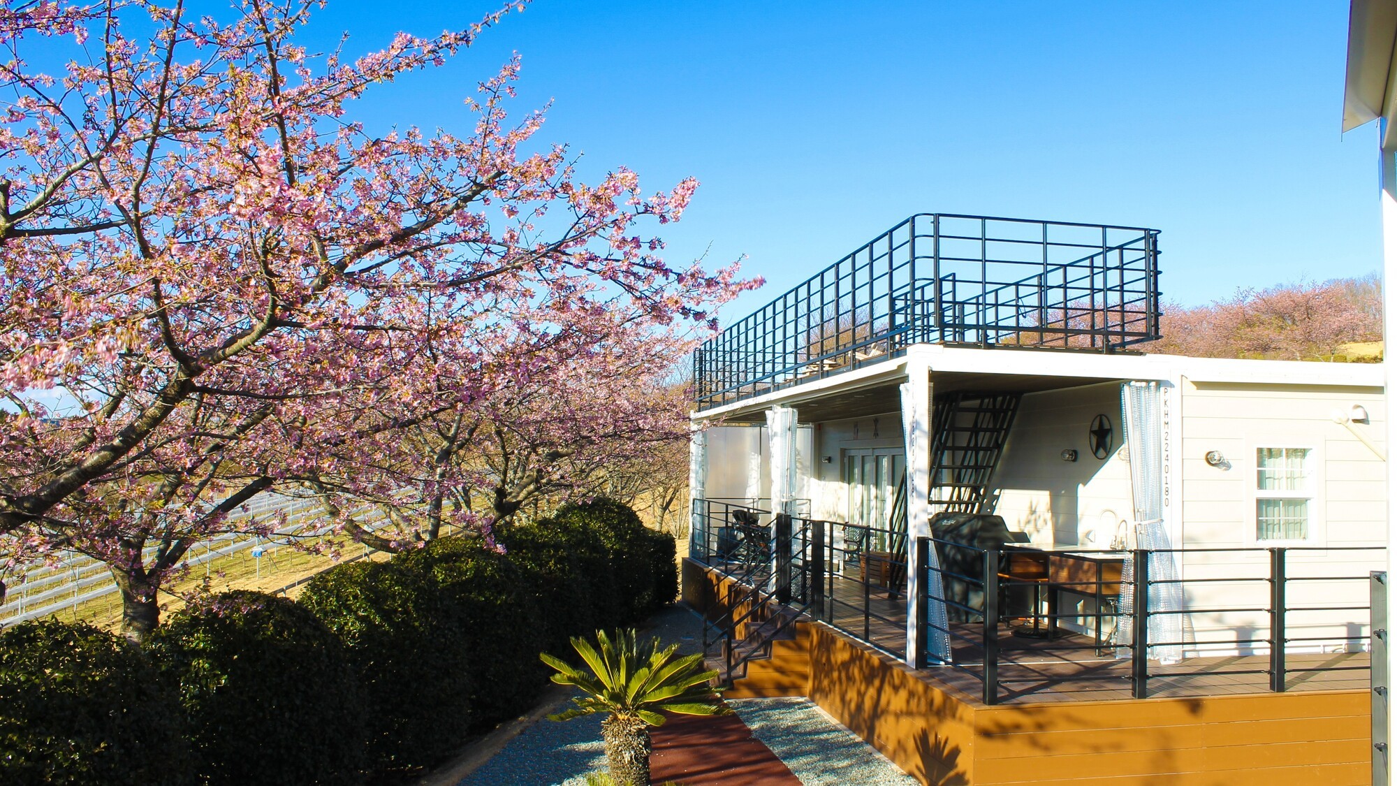 河津桜
