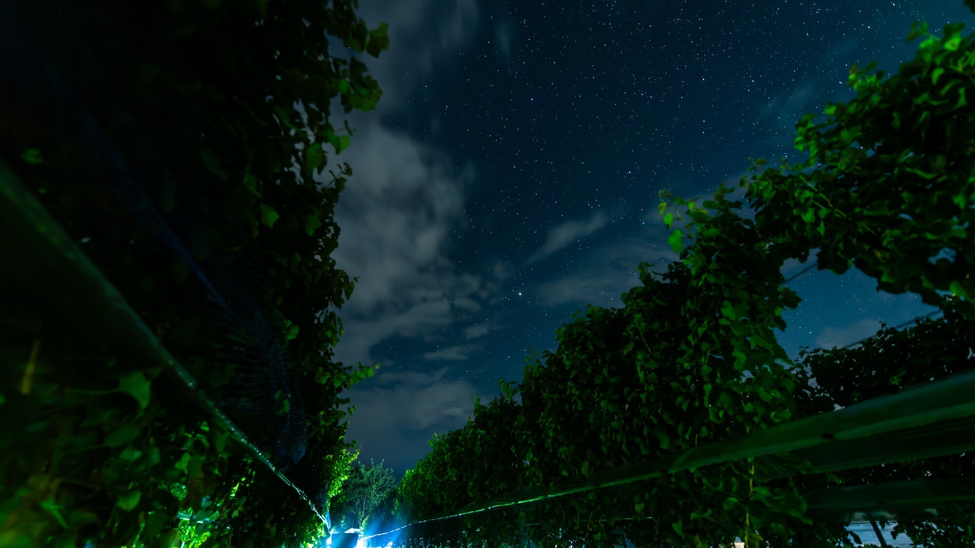 冬の星空