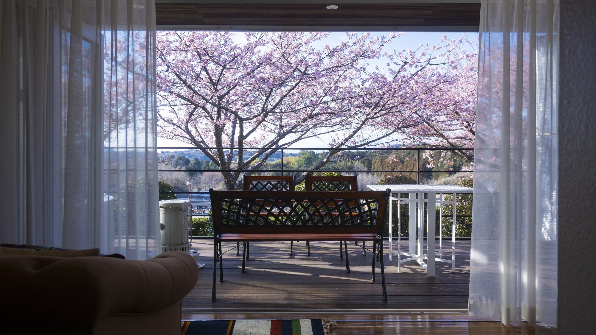 2月河津桜