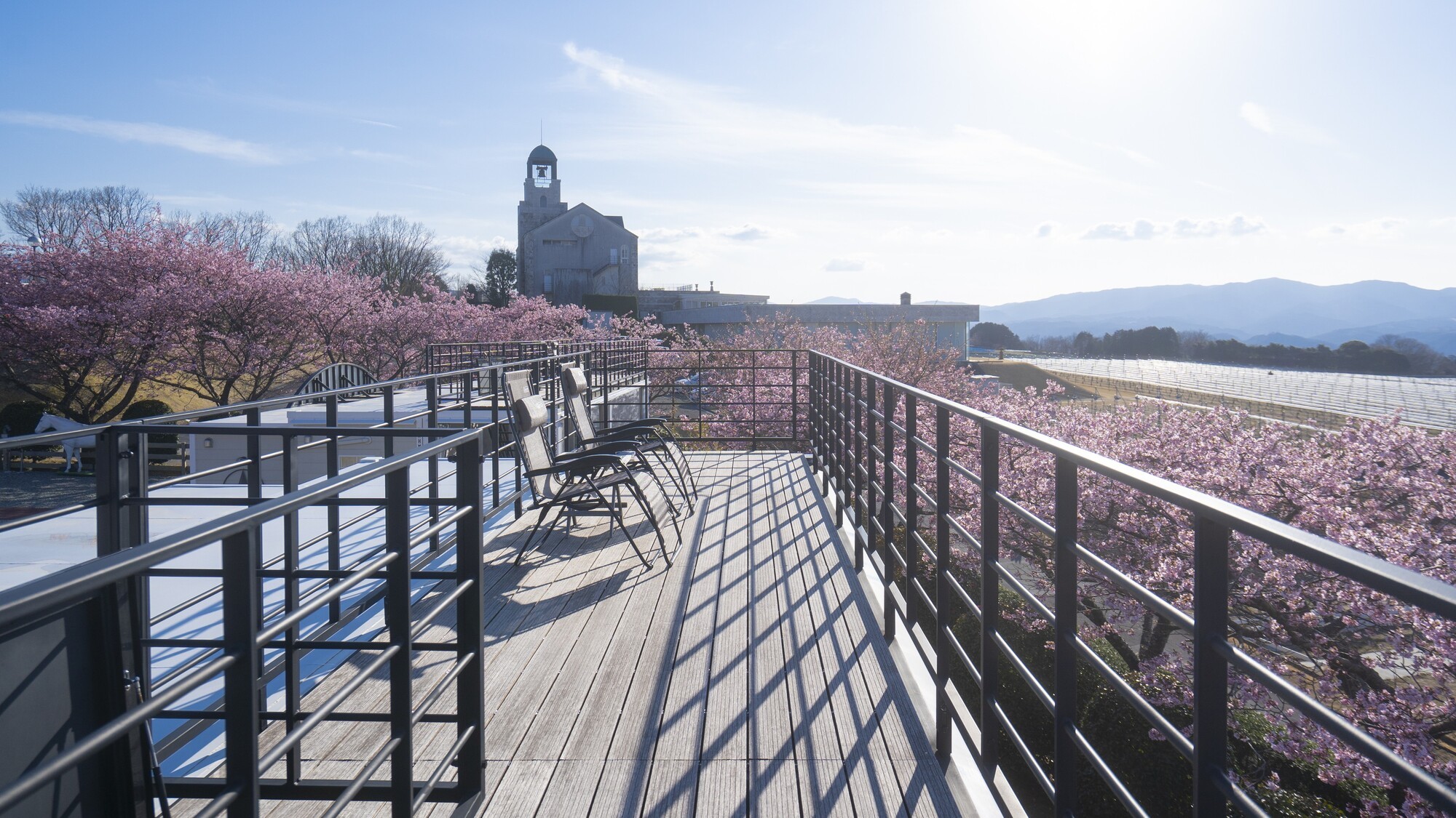 2月河津桜
