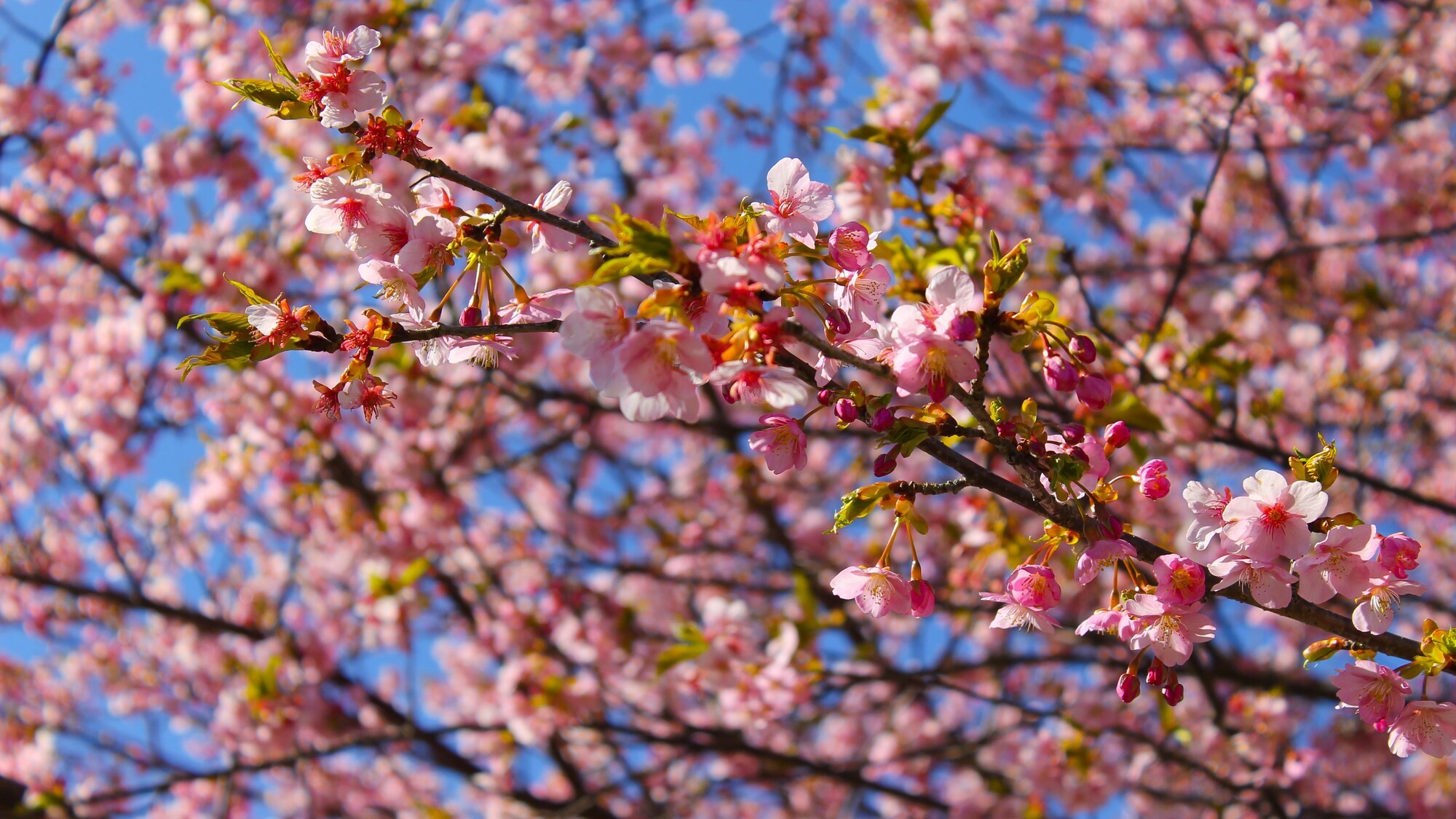 河津桜