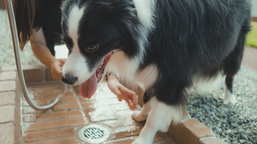 愛犬滞在一例