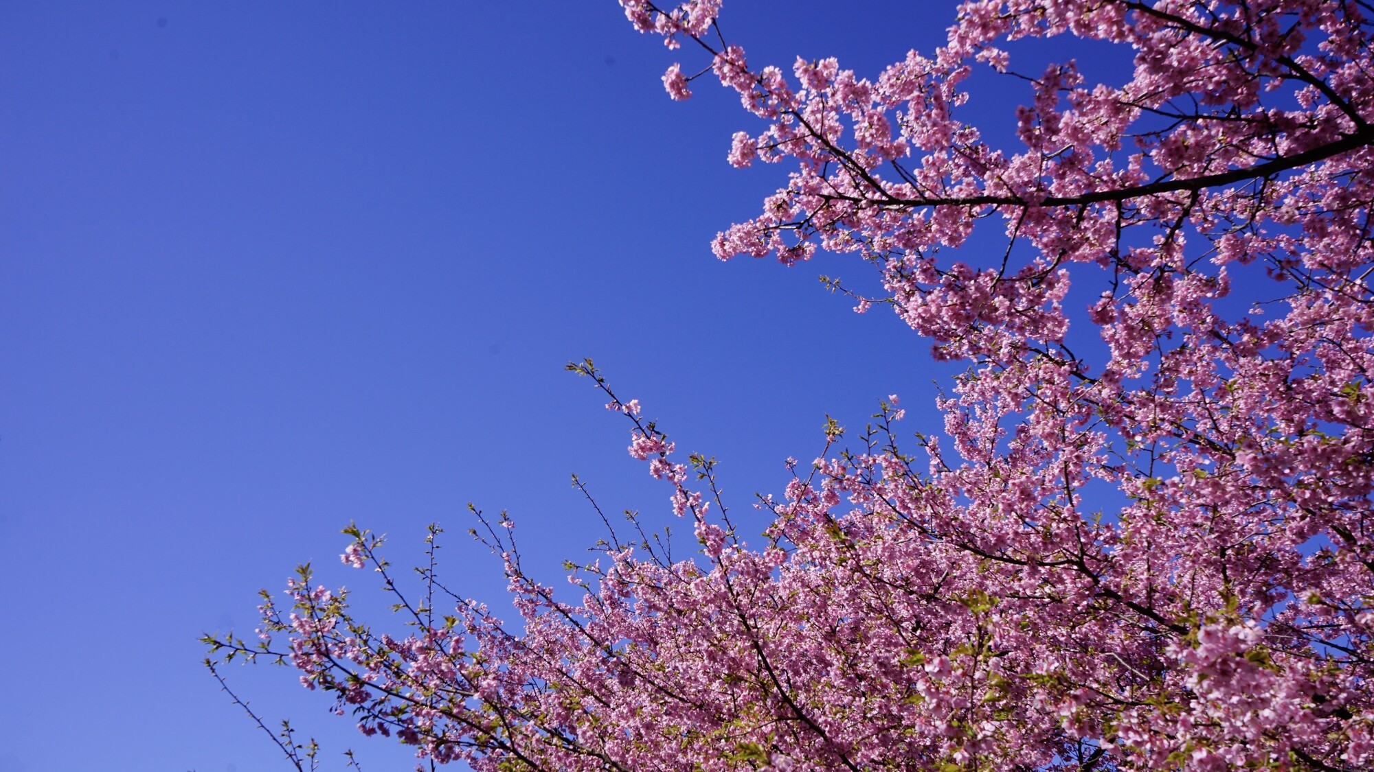 河津桜