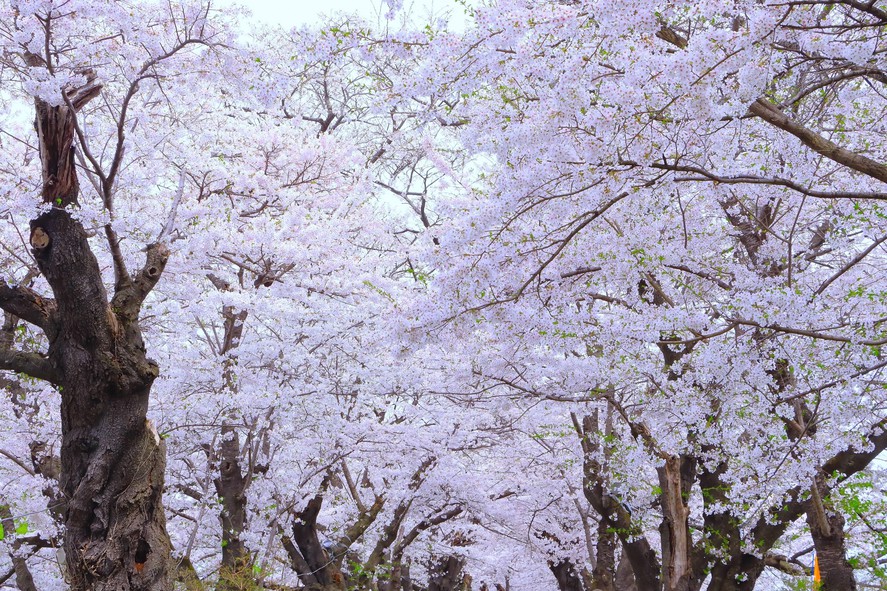 北上展勝地さくらまつり。最高峰の桜へ≪4月10日〜4月26日≫