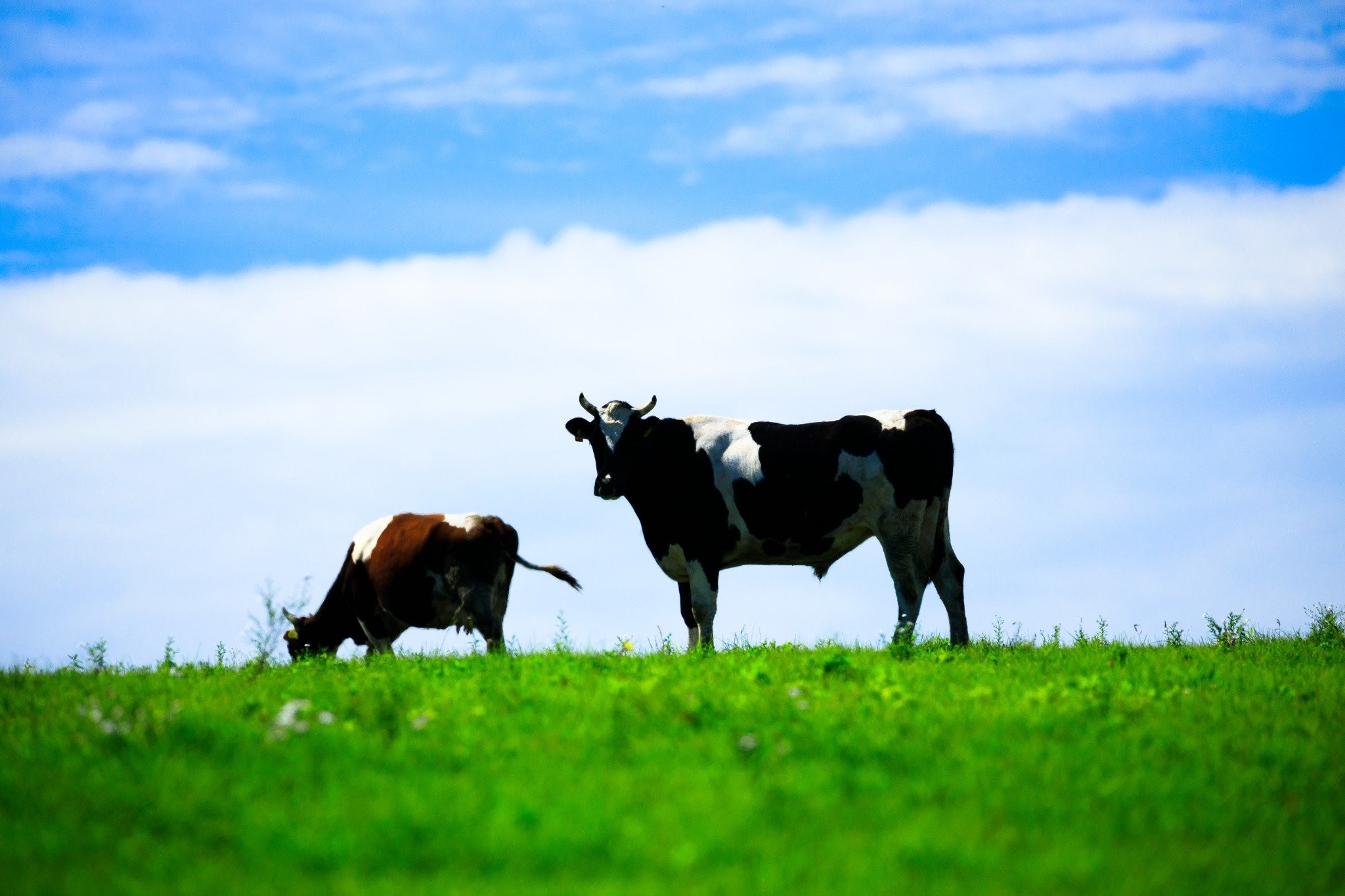 【菊池牧場】（車で約20分）牛を放牧しながら自然と共生した酪農を続けるのどかな雰囲気が魅力的