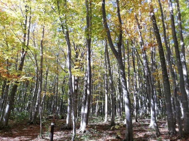 【安比高原 ブナ二次林】（車で約40分）四季ごとに光が美しく差し込むやわらかな緑のトンネル