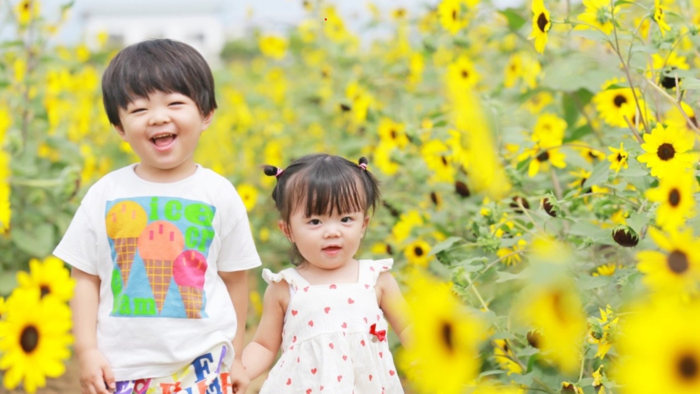 〜ひまわり畑で夏の想い出〜北杜市明野サンフラワーフェス会場まで車で30分【カメラマン撮影付き】