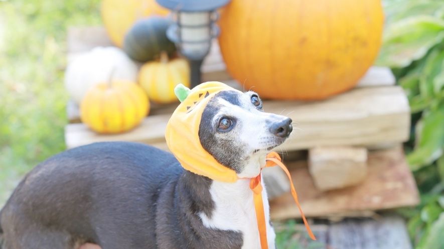 ハロウィン撮影写真一例　ハロウィン小物もご用意しております