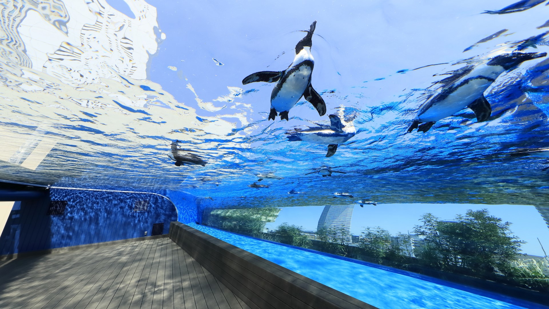 サンシャイン水族館名物天空のペンギン！