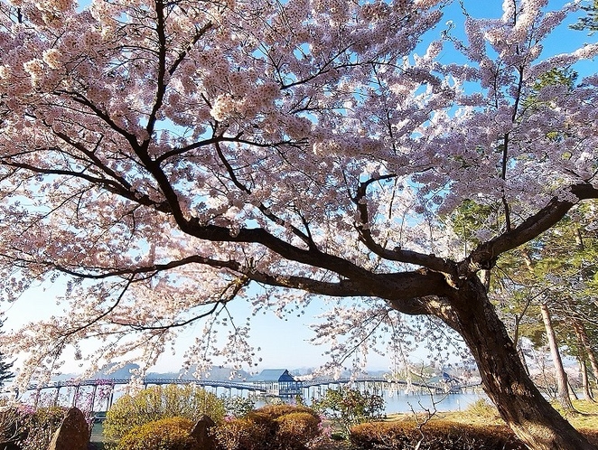 鶴の舞橋と桜