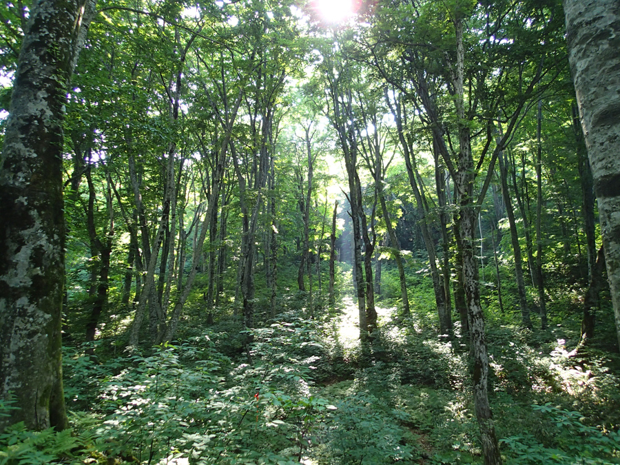 白神山地