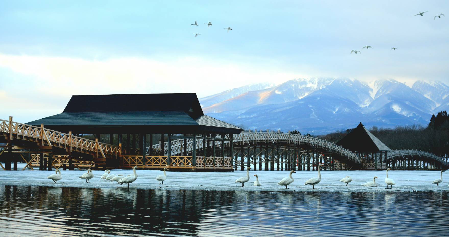 春の訪れと白鳥