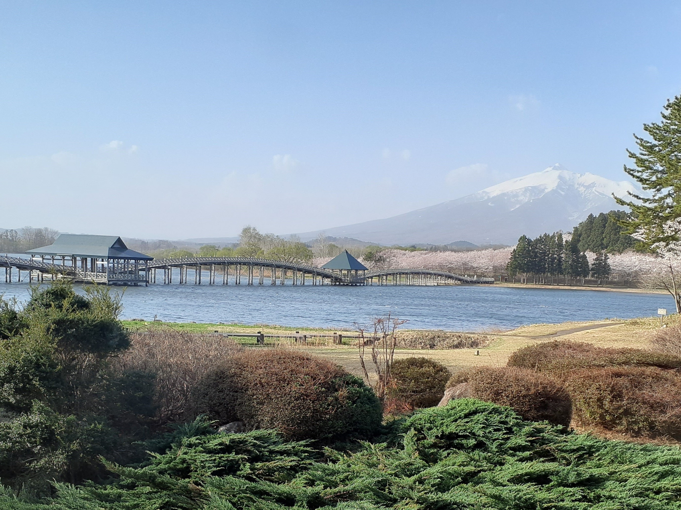 ロビーから桜